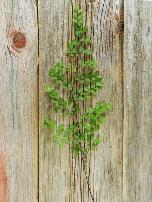 MAIDENHAIR FERN   GREENS